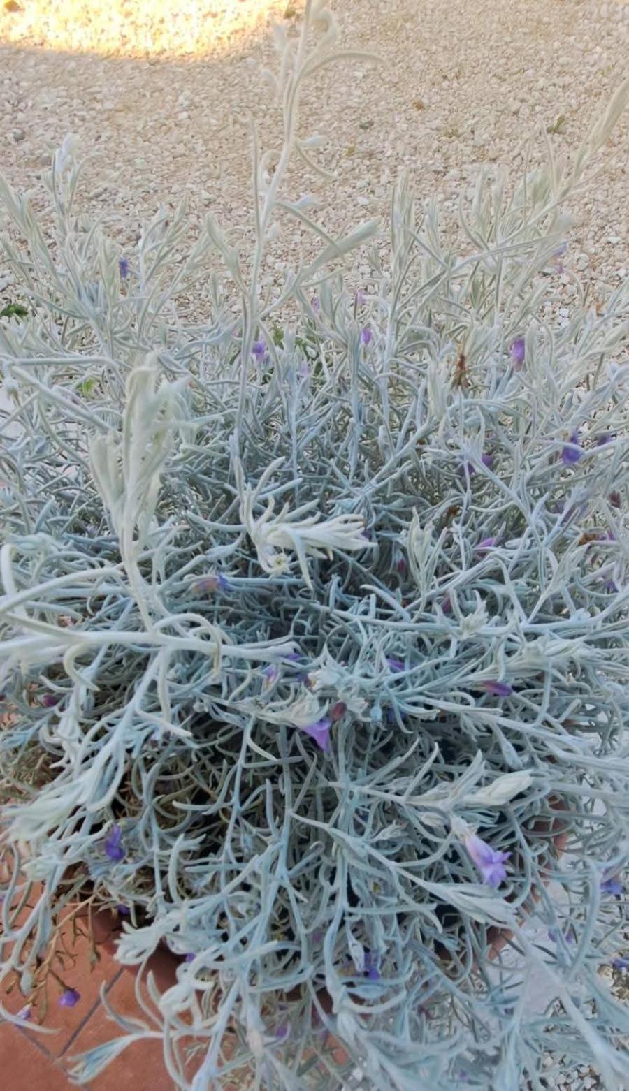 Agriturismo Maremma Amara Saturnia Luaran gambar